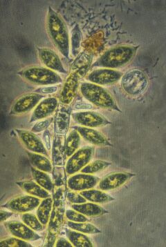 Characium sieboldii