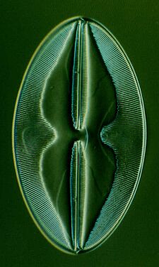 Kieselalge Navicula spectabilis