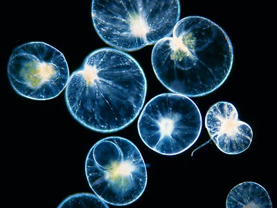 Dinoflagellat Noctiluca