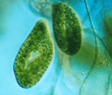 Paramecium bursaria